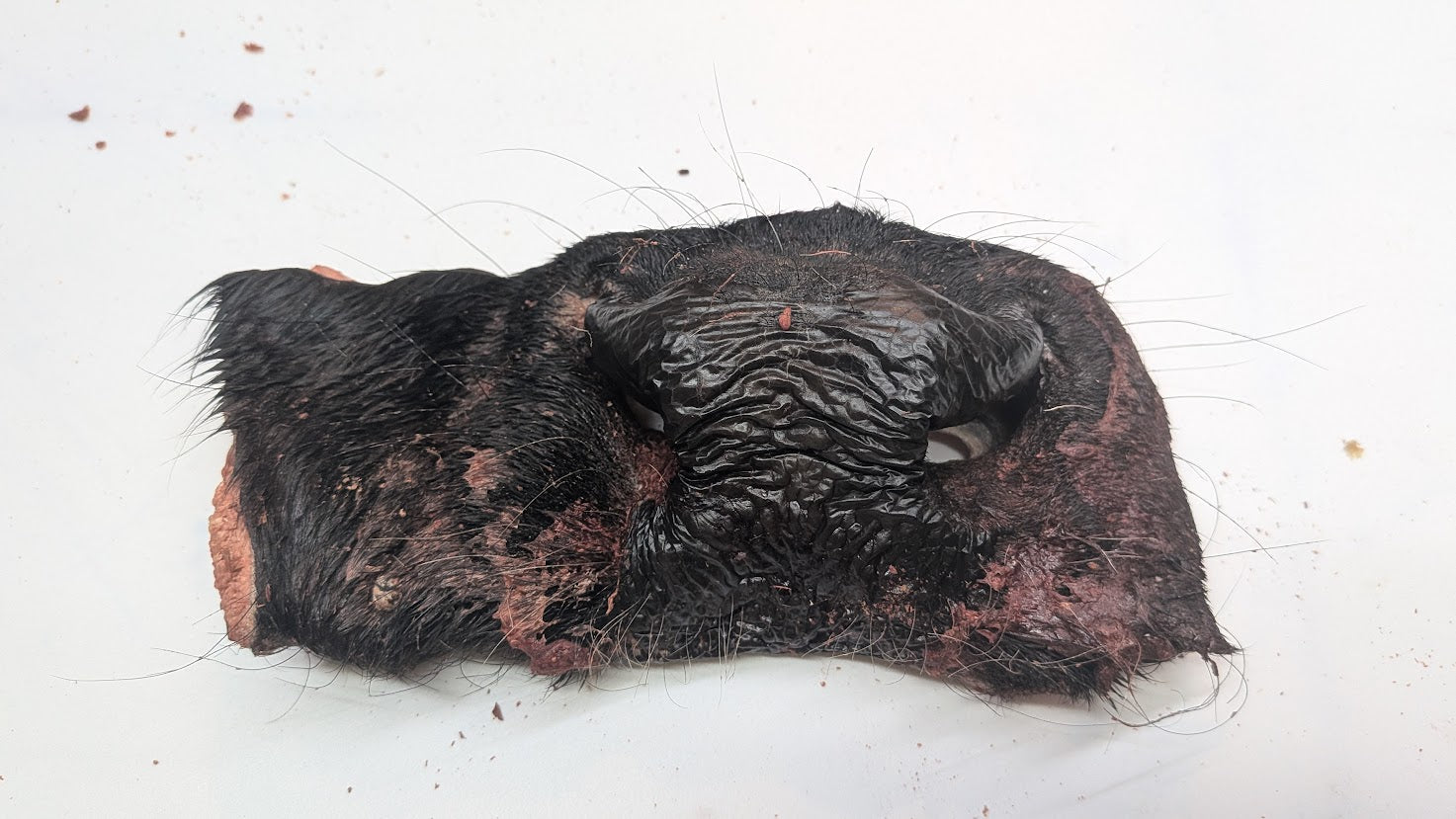 Beef Snout - Freeze Dried Whole