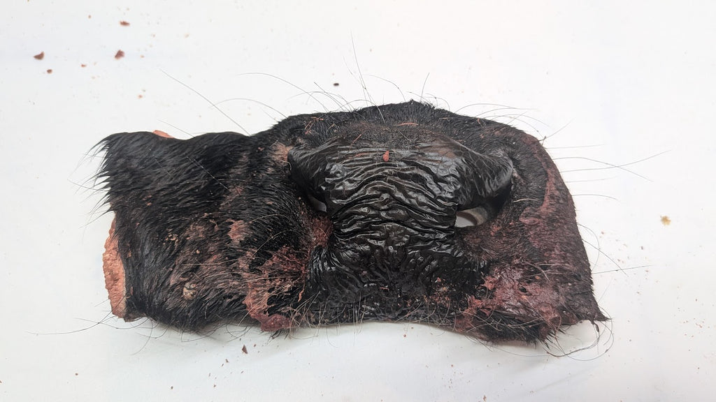 Beef Snout - Freeze Dried Whole