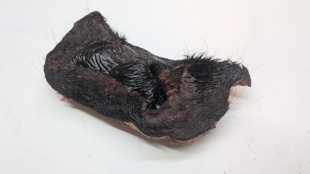 Beef Snout - Freeze Dried Whole