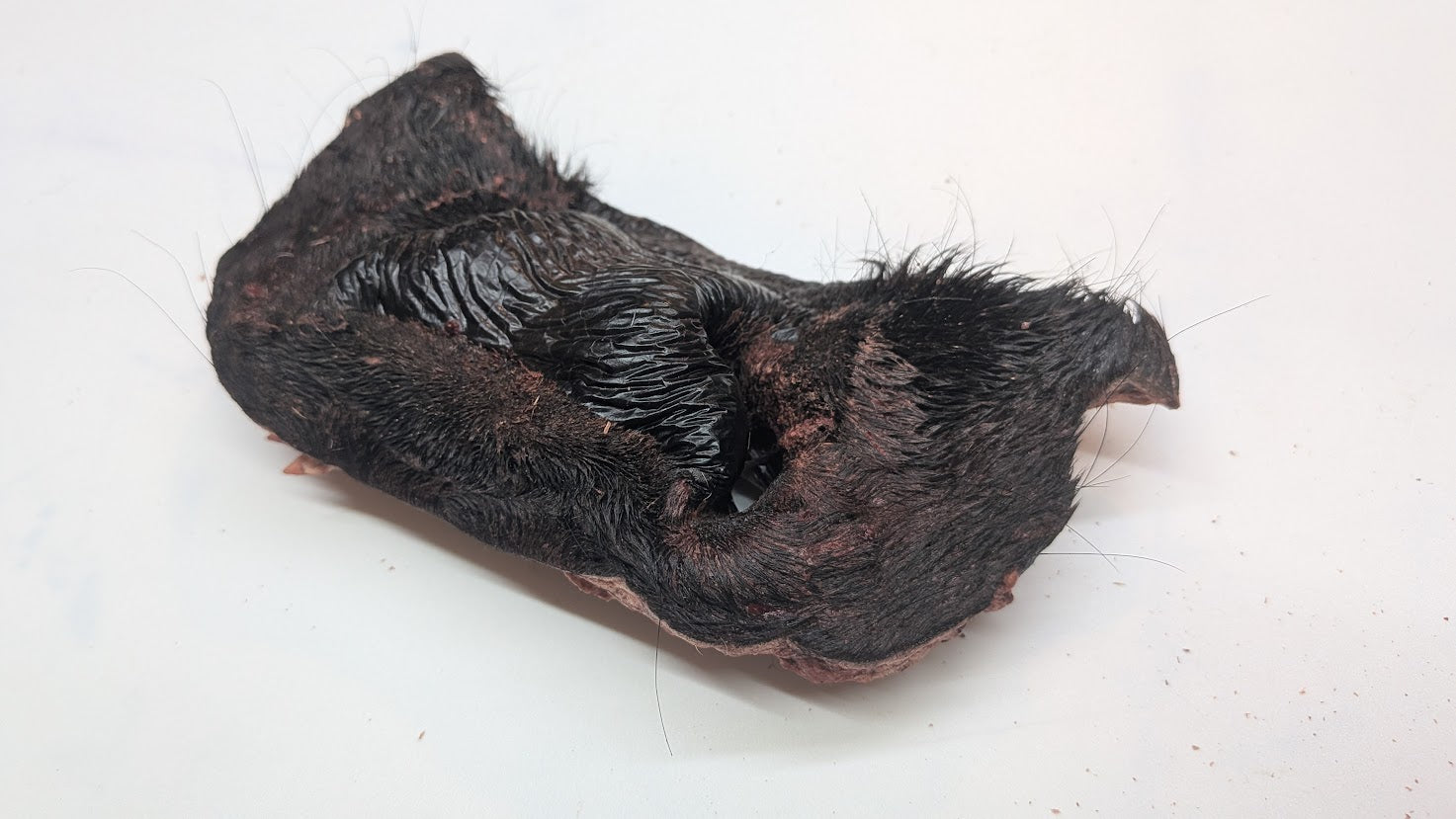 Beef Snout - Freeze Dried Whole