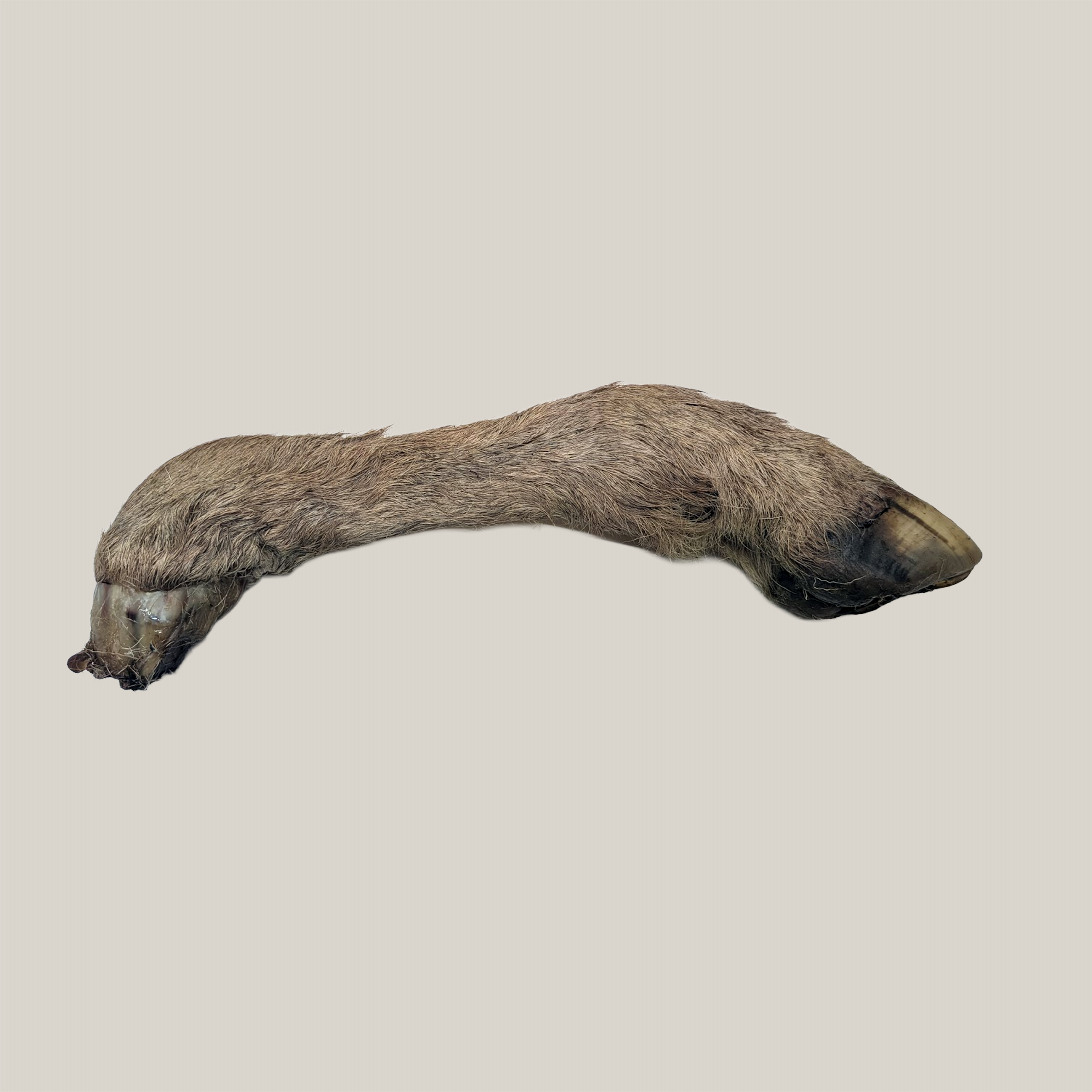 Lamb Legs With Hoove - Whole