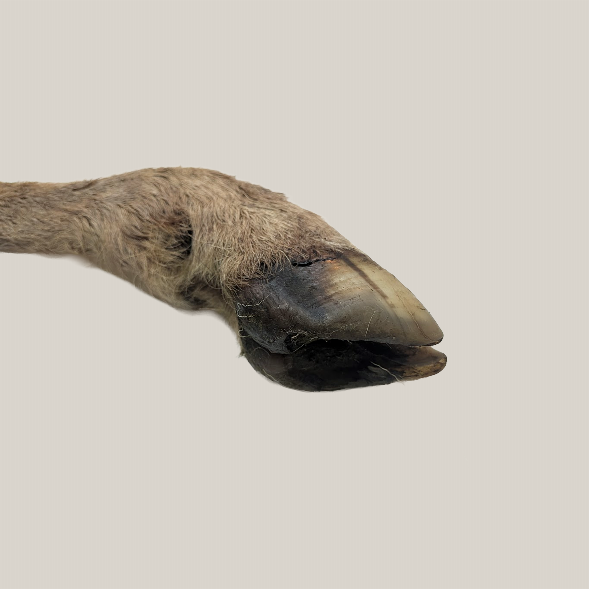 Lamb Legs With Hoove - Whole