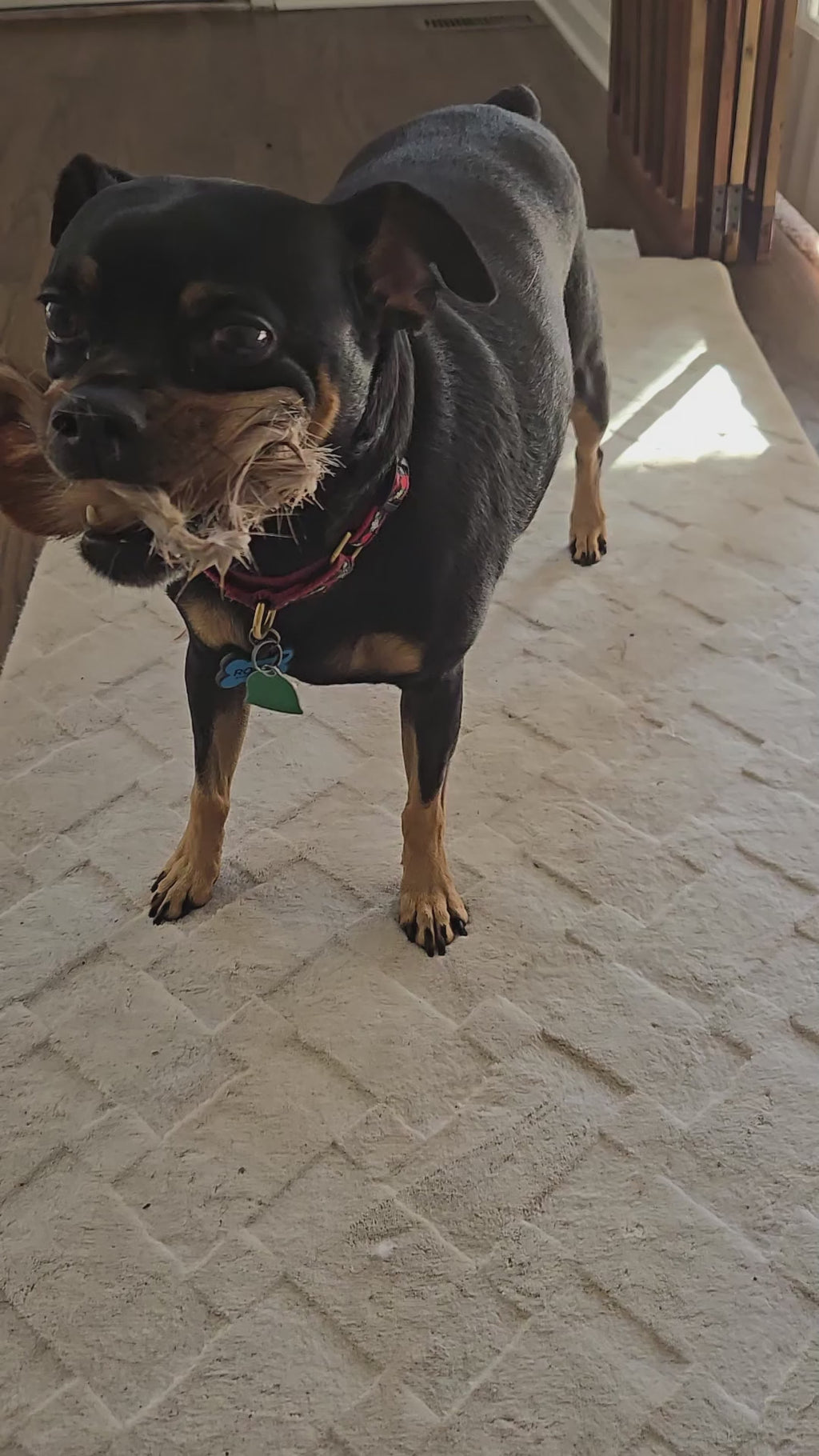 Deer Skin Jerky Rolls All Natural Dog Chews