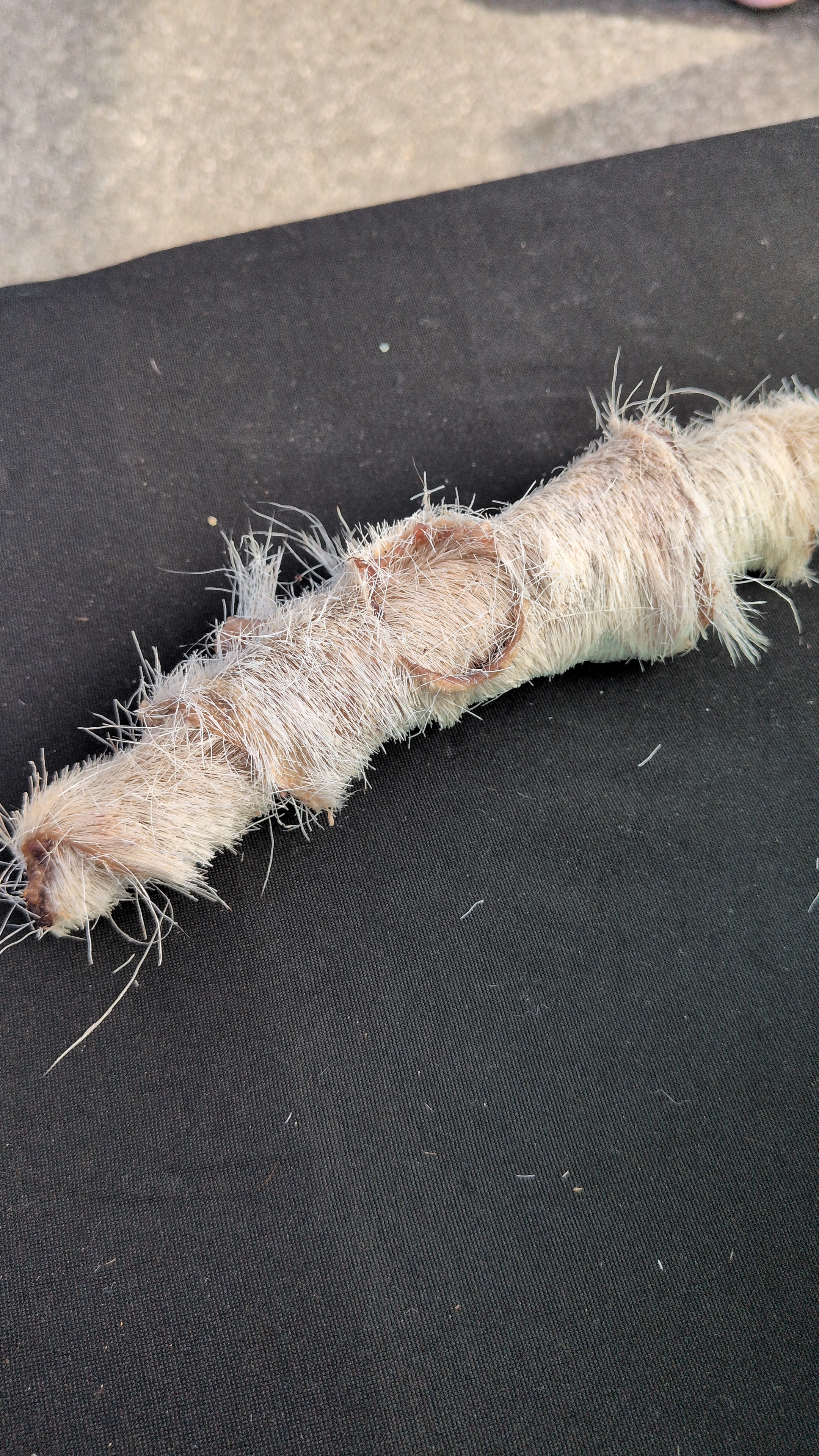 Goat Hide Jerky Rolls All Natural Dog Chews